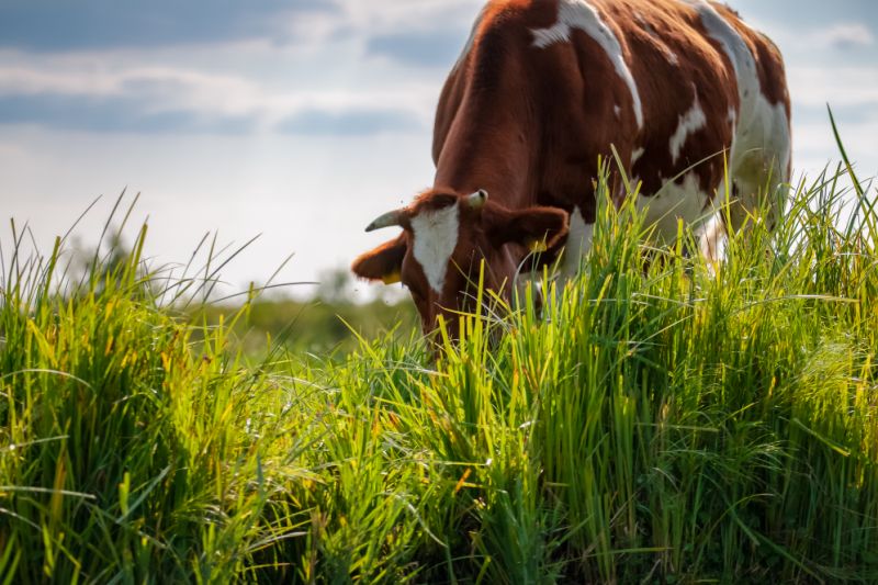 OPINION: Stop eating steak to help save the environment