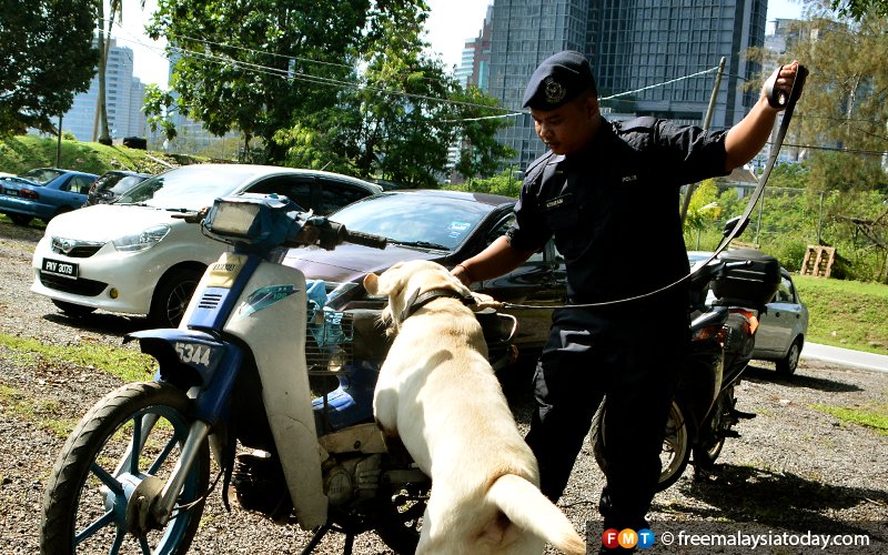 Four-legged ‘good boys’ you definitely don’t want to mess with