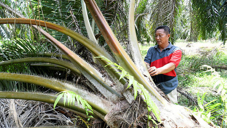 62.3% of palm oil plantations have obtained sustainability certification