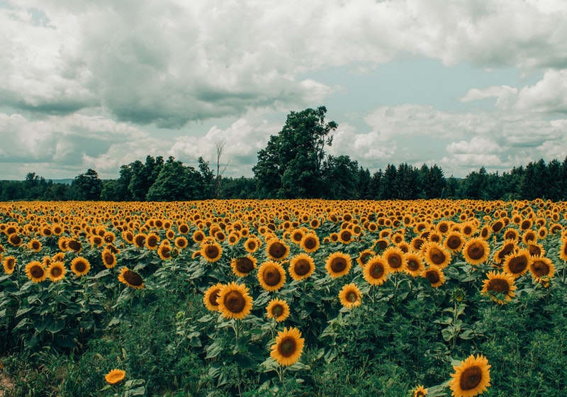 5 flower fields you don't have to wait until spring and summer to visit