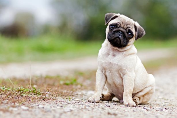 Pug dog has MRI scan and the results are giving people 'nightmares'