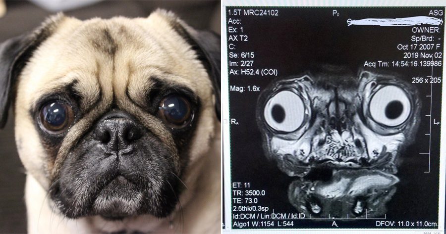 Terrifying Photo Shows How a Pug’s MRI Scan Looks Like, Highlights The Result of Selective Breeding