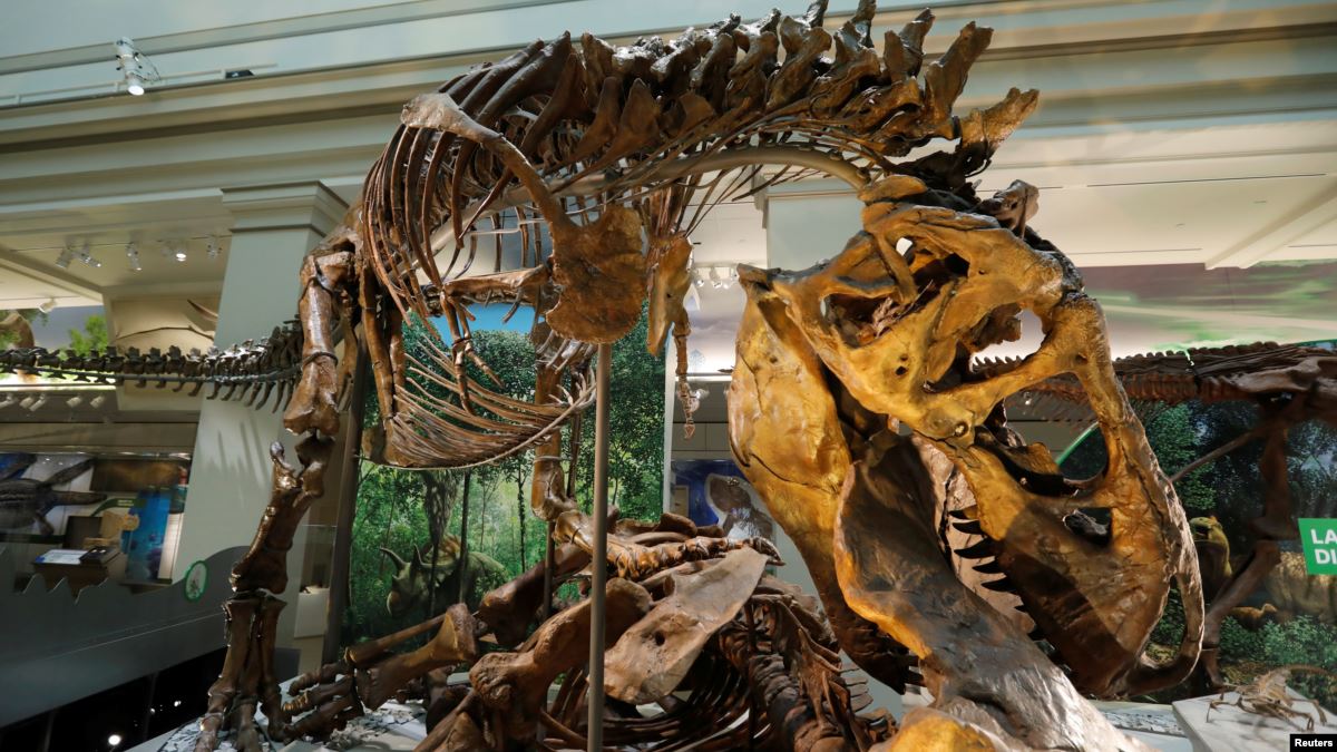 Study Provides New Details about Teenage T. Rex