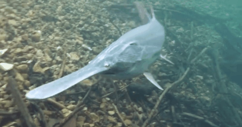 Chinese paddlefish, ‘king of freshwater fish’ which can grow up to 7m long, is officially extinct