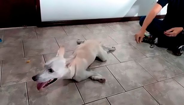 Disabled dog dumped by 'evil' owner twice in one day finds loving new home