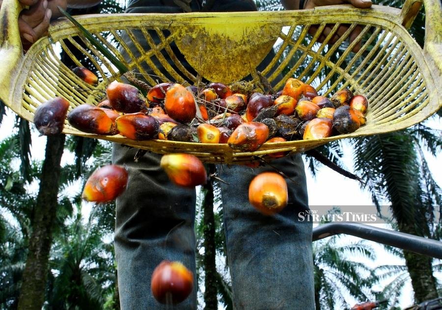 India asks domestic refiners to avoid buying Malaysian palm oil