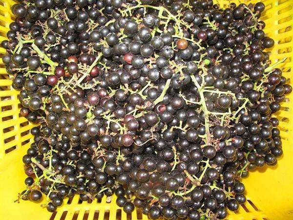 它曾是农村娃抢着吃的零食，后来成了杂草被除掉，如今已没人吃