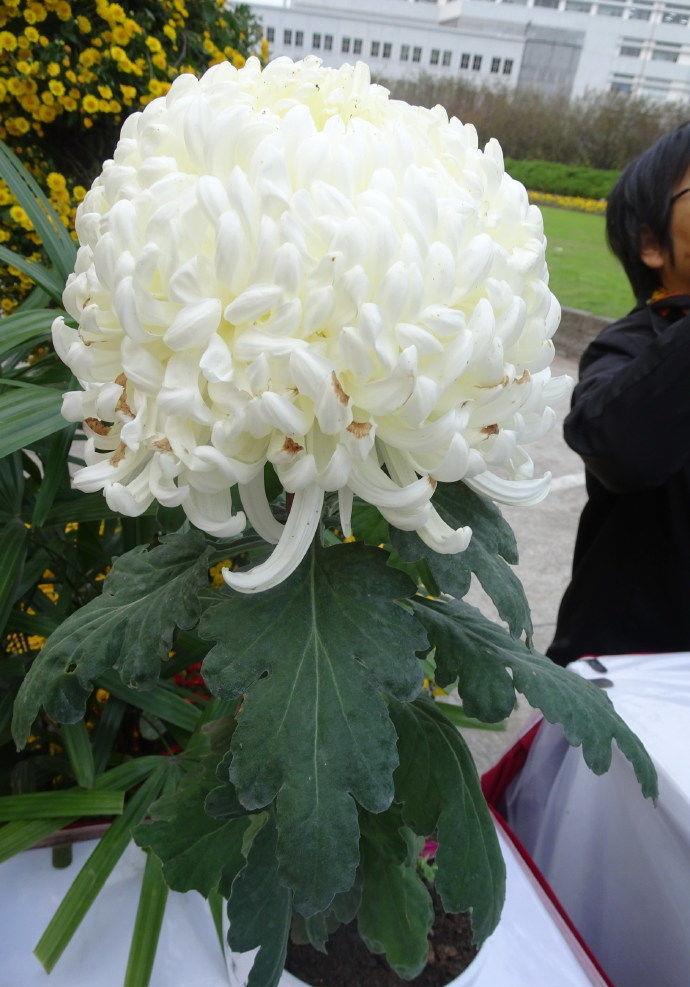 喜欢菊花，就养盆“彩胡系列菊花”彩胡正宗，仙女之姿，洁白无瑕