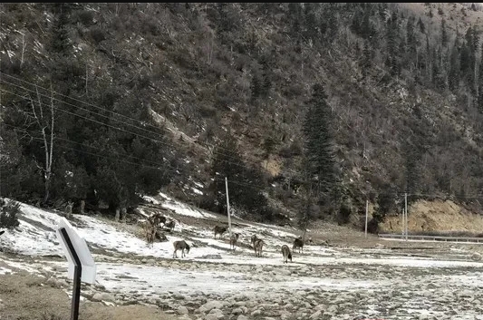 白唇鹿聚集雪地休憩喝水 村民：已连续几日了
