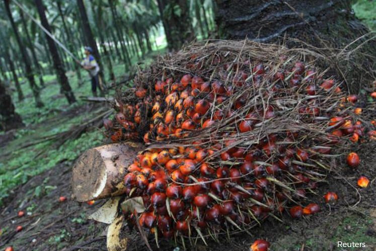 Malaysia's palm oil inventory down 11% in Dec 2019
