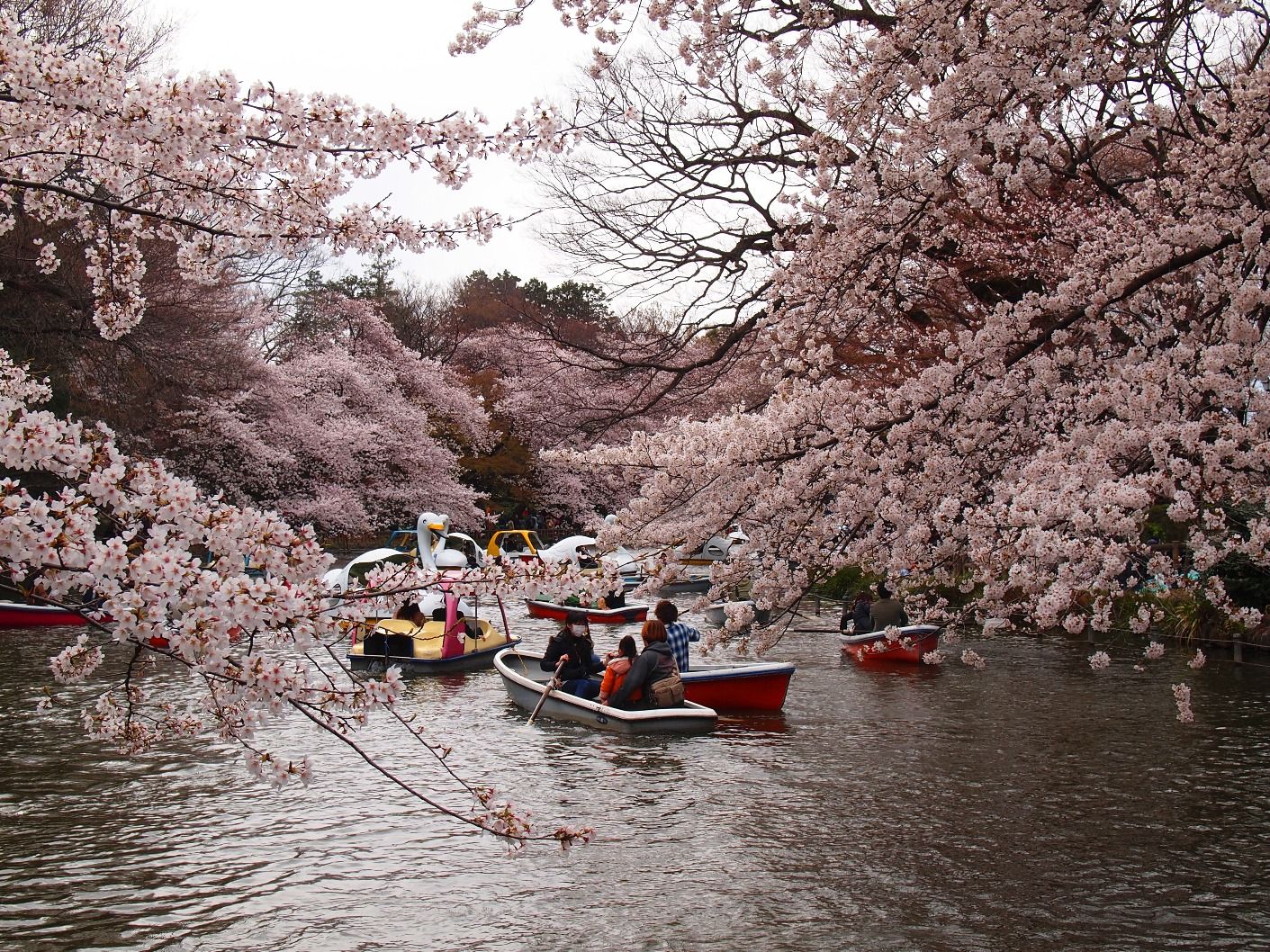 Japan cherry blossom viewing in 2020: best dates & places to see sakura in Japan