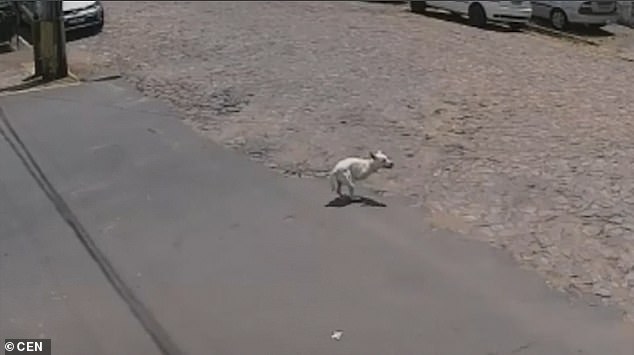 Heartbreaking moment disabled dog with no front legs is abandoned on the street by its owner in Brazil