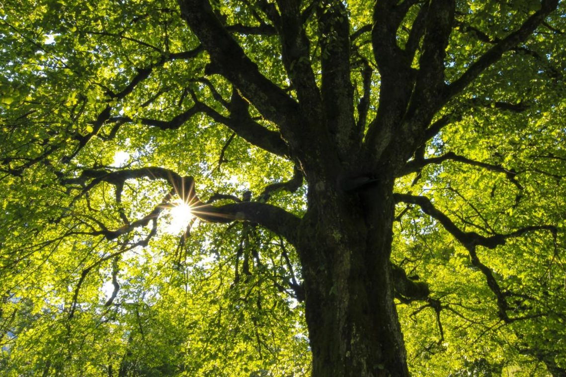 Fiji to grow 30 million trees in 15 years for environment protection