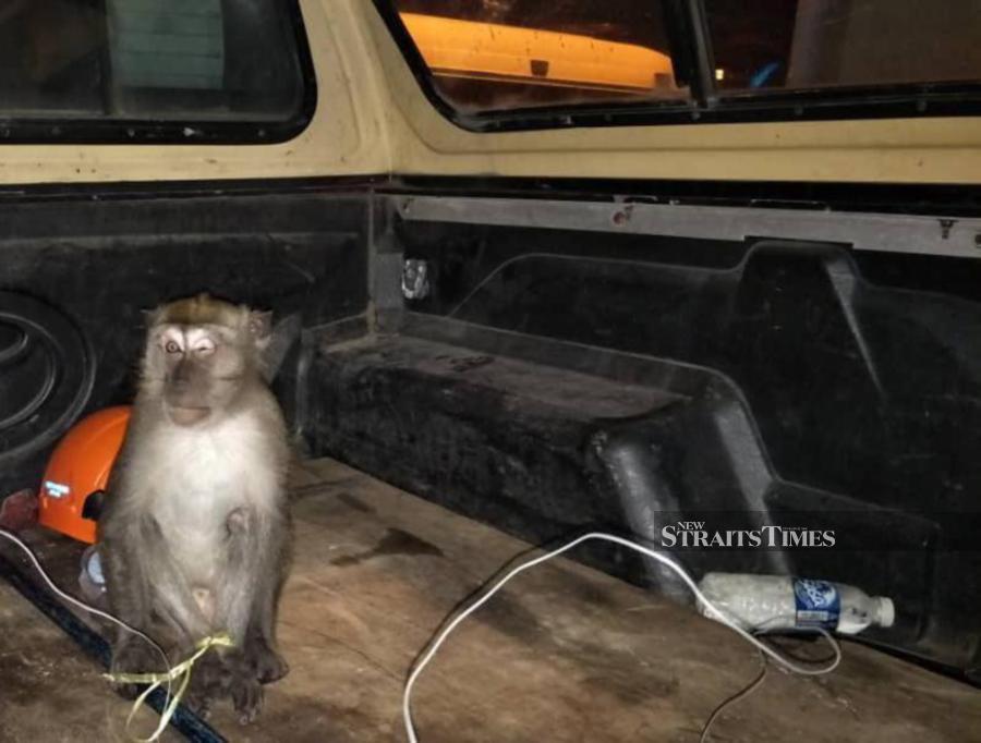 Wild monkey caught after frightening family