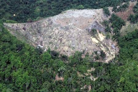 Plant development in Aceh's Leuser ecosystem may be scrapped after court ruling