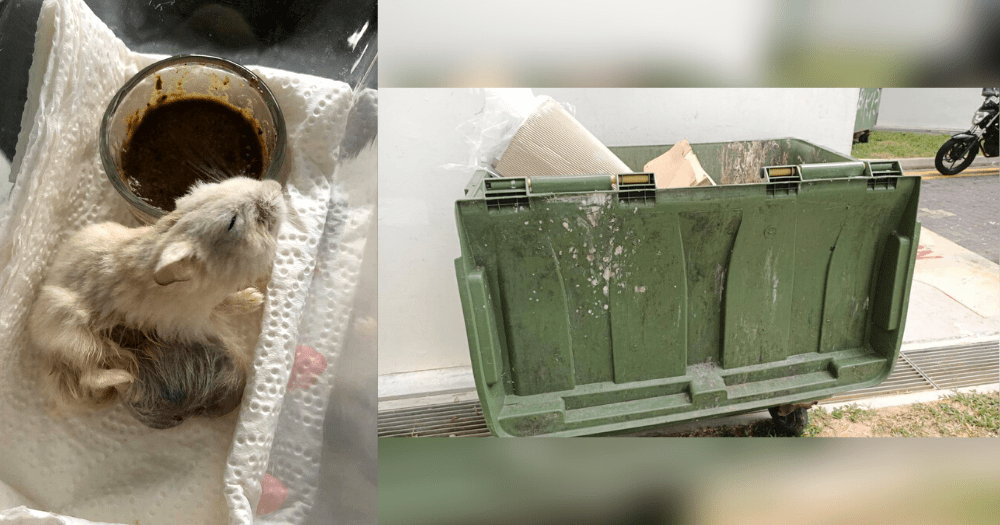 Hamster with huge tumour dumped in rubbish bin at Boon Keng dies after being rescued