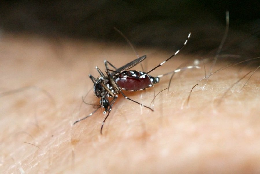 Perak Chikungunya outbreak drags on with 30 new cases this year