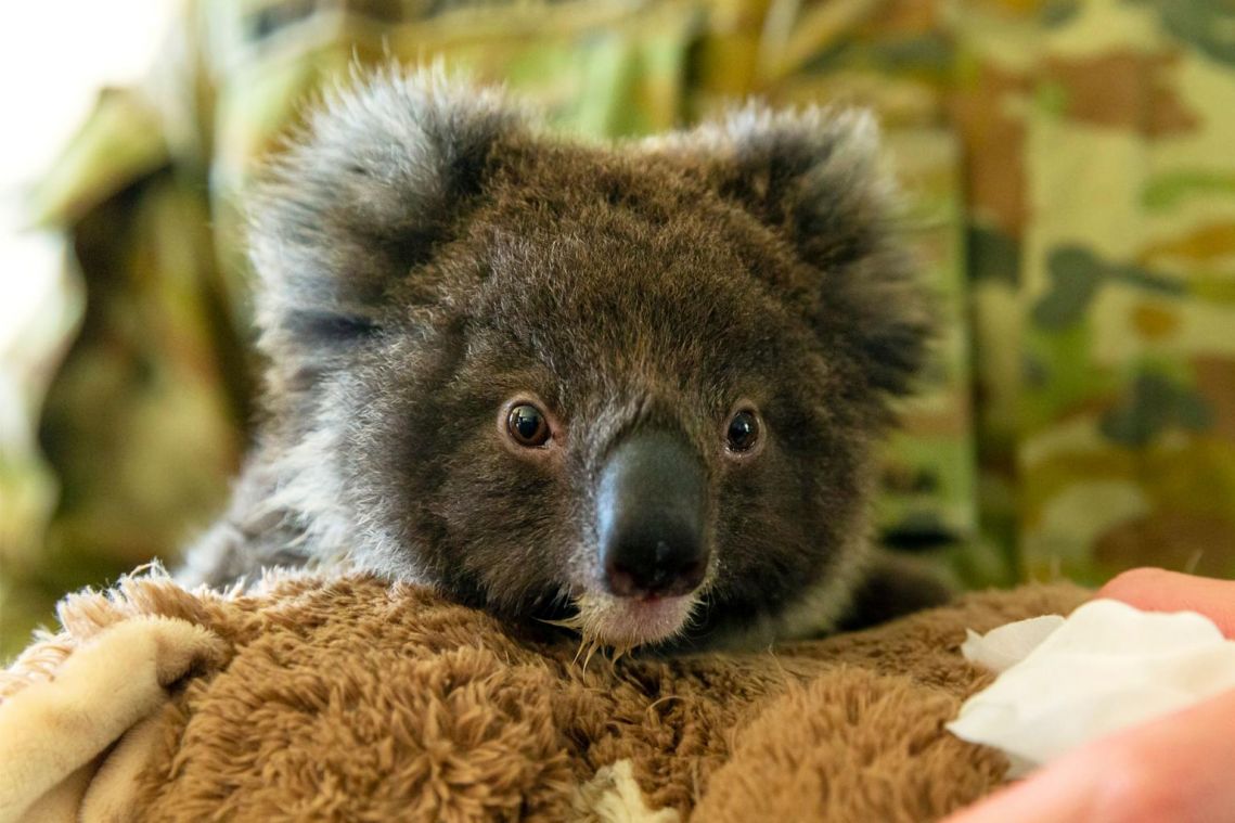 Thousands sign online plea for New Zealand to house fire-threatened koalas