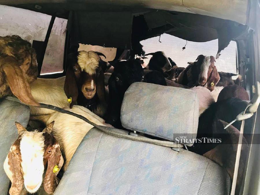 GOF halts smuggling of 12 Boer goats stuffed in Toyota Unser