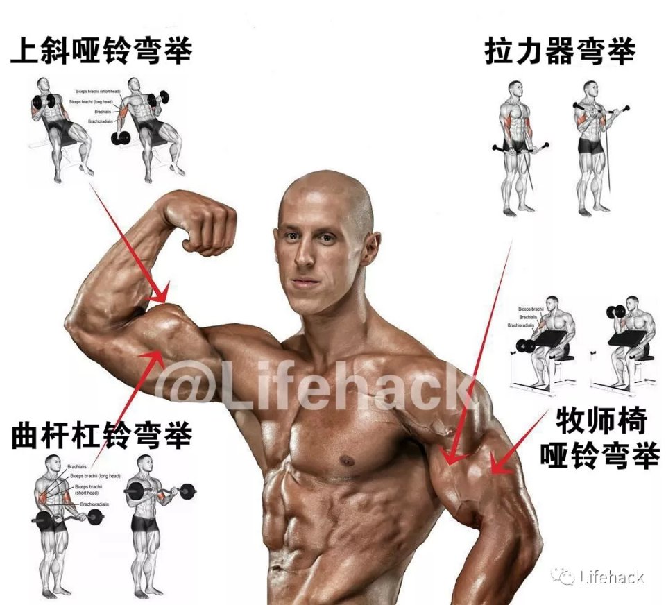 国外全身肌肉训练图解，终于知道该怎么练了