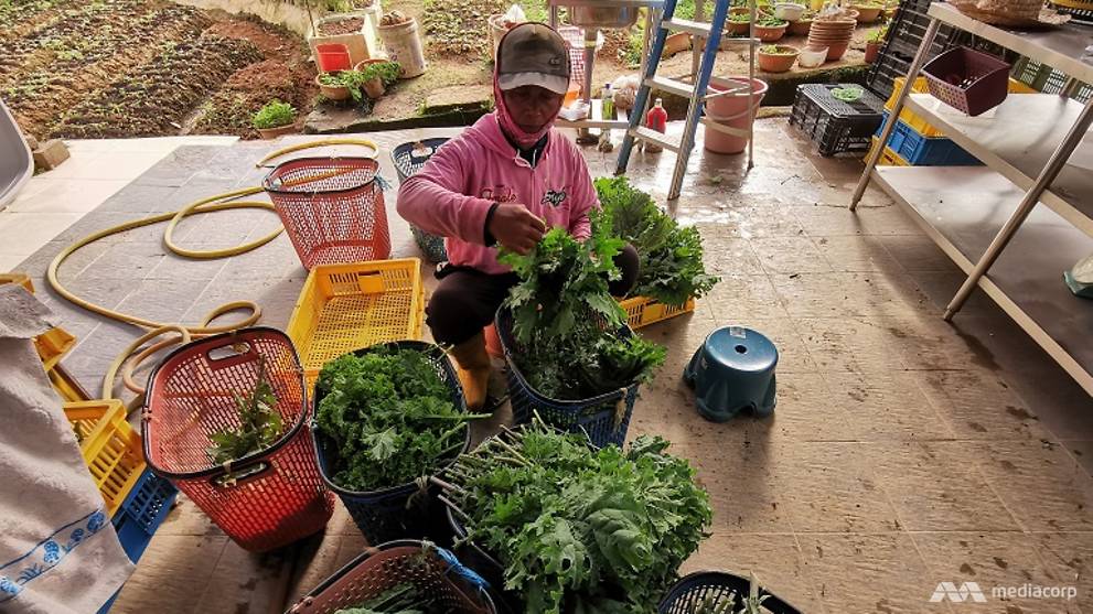 Gap in vegetable supply chain puts Cameron Highlands farmers in overdrive before CNY