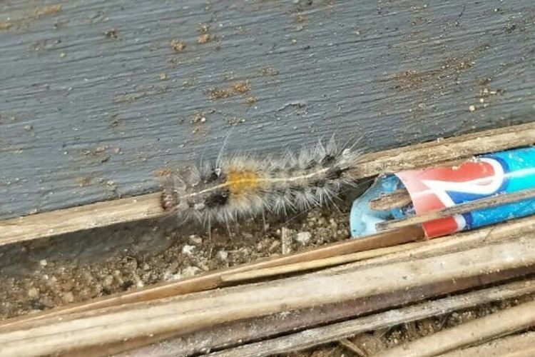 Residents of Greater Jakarta face caterpillar outbreak in rainy season