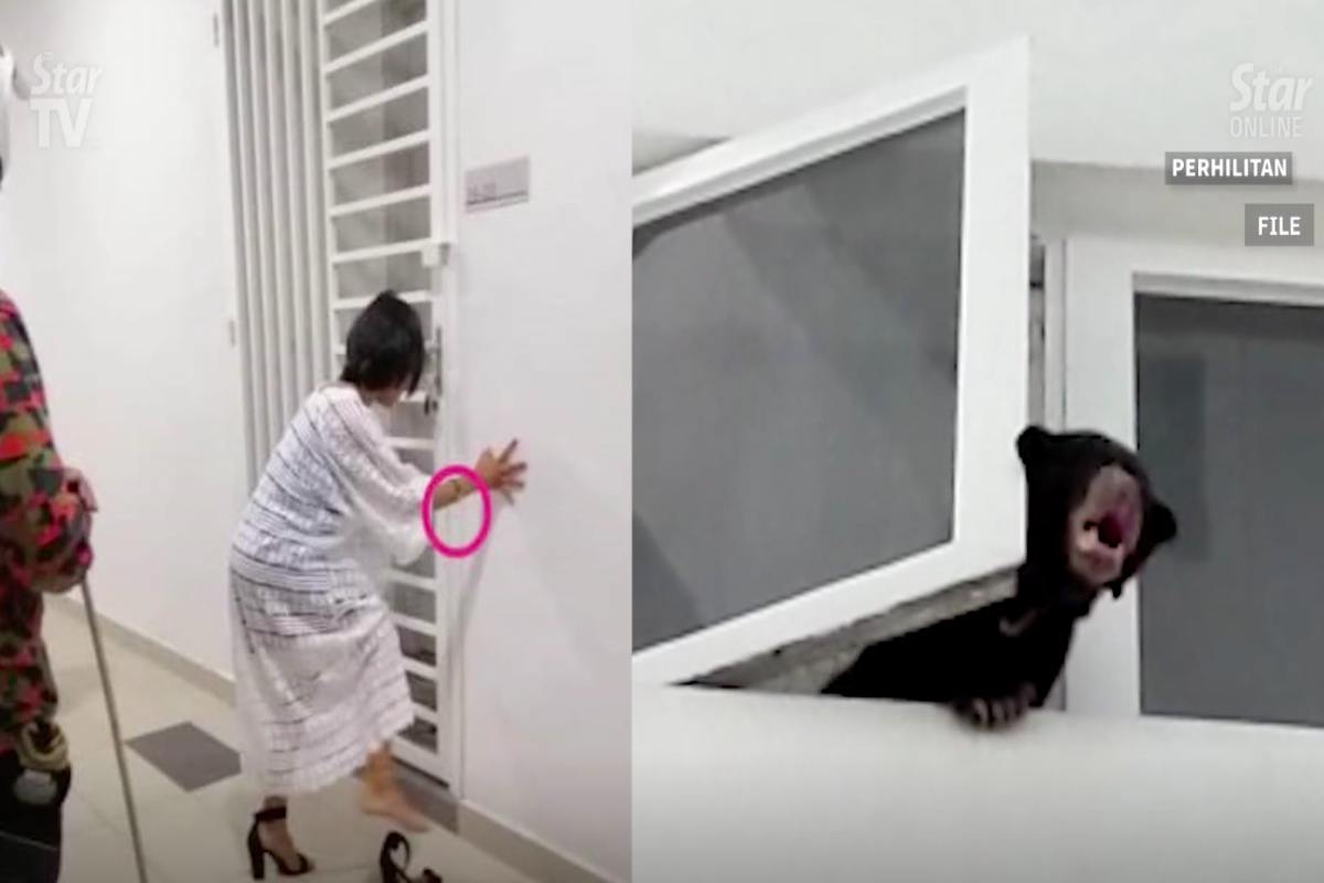 Malaysian singer fined $8,900 for keeping sunbear