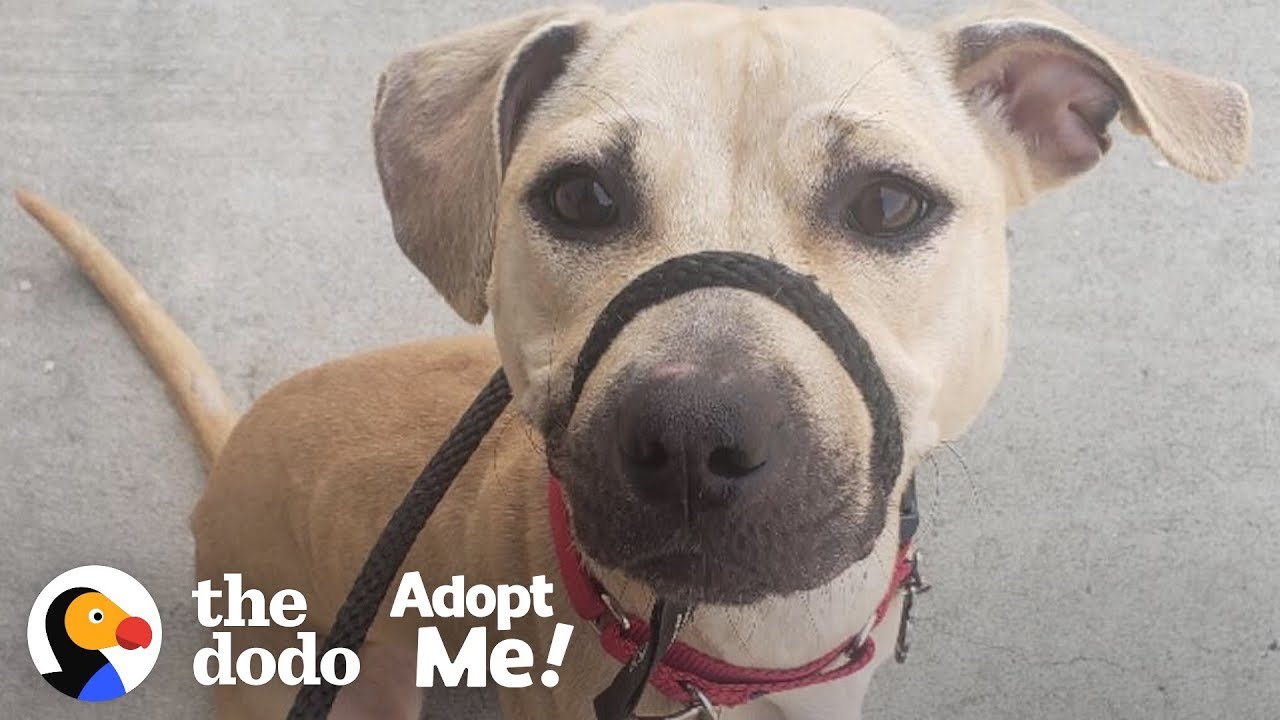 Dog Who Grew Up On A Chain Is Still A Puppy Inside A Big Dog's Body | The Dodo Adopt Me!