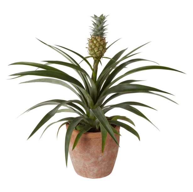 Morrisons is selling a plant Nasa says can stop your partner's snoring - and it's only £10