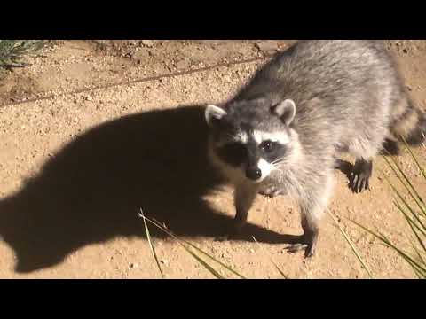 Raccoons Freeze | Caught Crossing Front Yard in Middle of the Night