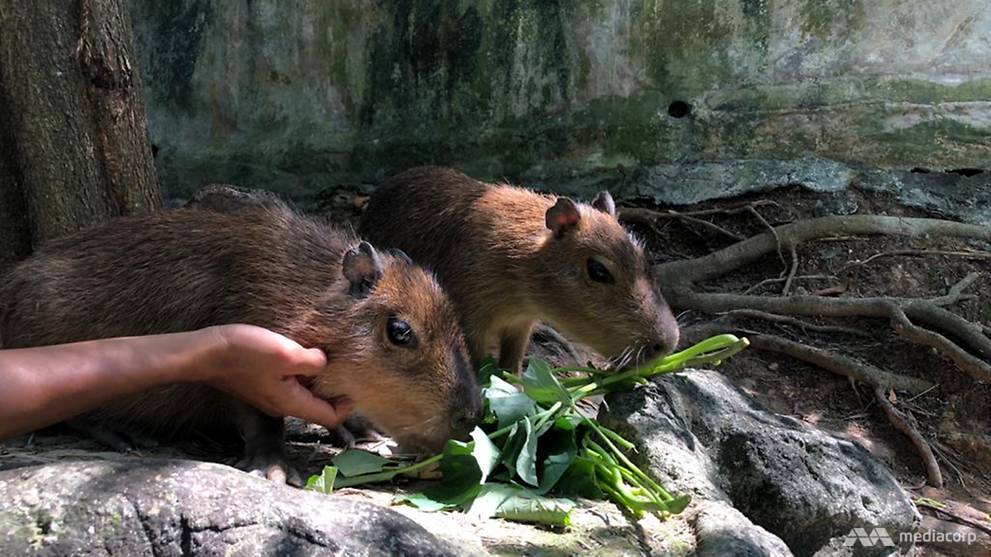 Cute and harmless: Exotic rodents charm visitors in Selangor petting zoo this CNY