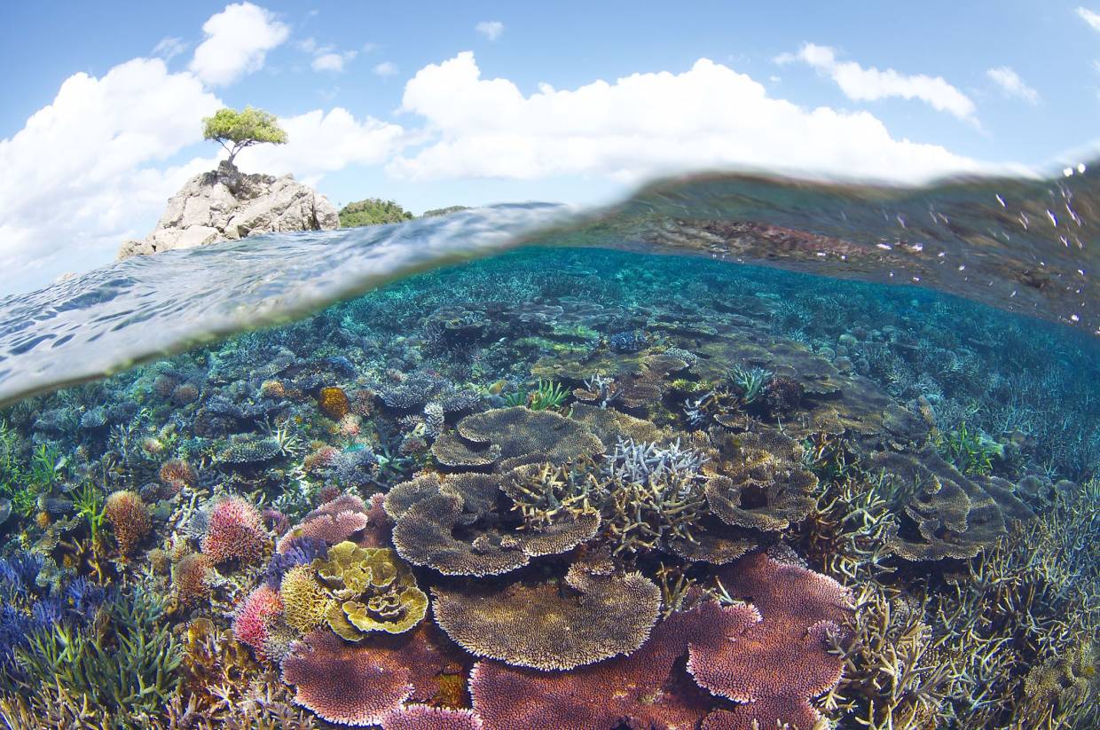 Malaysia plans to do more to protect our coral reefs and marine life