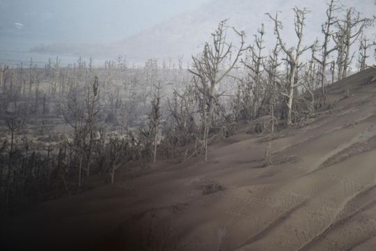 Signs of life at 'no-man's land' around Philippine volcano