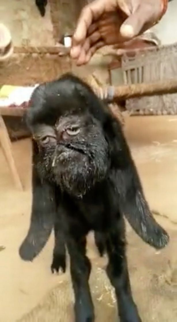 Tiny mutant goat with 'human-face' being 'worshipped as an avatar of God'