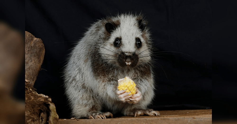 Luzon giant cloud rat at S’pore Night Safari looks startled with half-eaten corn in its hands