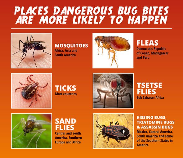 Murder hornets: Expert warns of 'large amount of venom injected' as hornet can kill humans