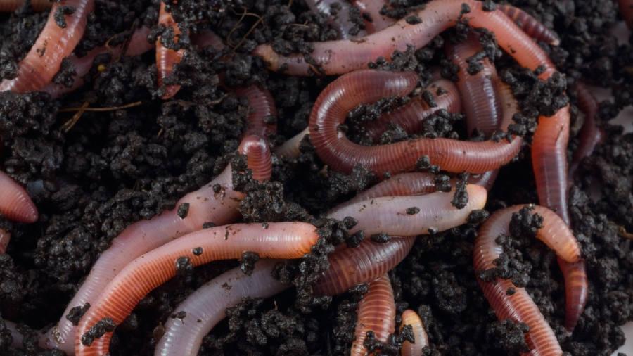 Scientists probe soil biodiversity’s effect on crops and carbon