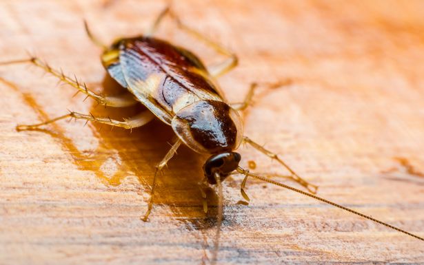 You can name a cockroach after your ex to celebrate Valentine's Day