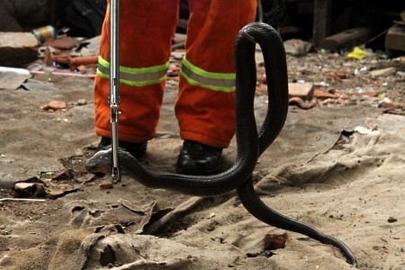 Snake charmer dies after being bitten by king cobra