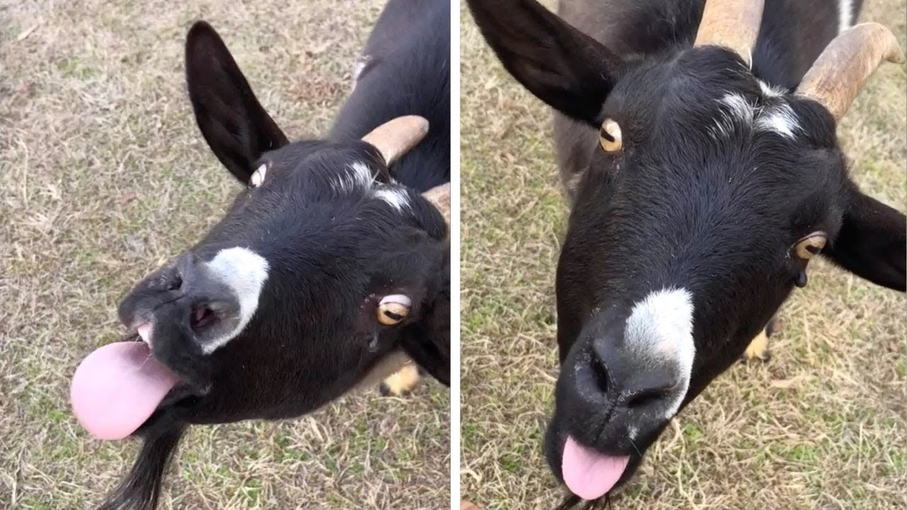 Goat Wiggles Tongue And Pulls Funny Face