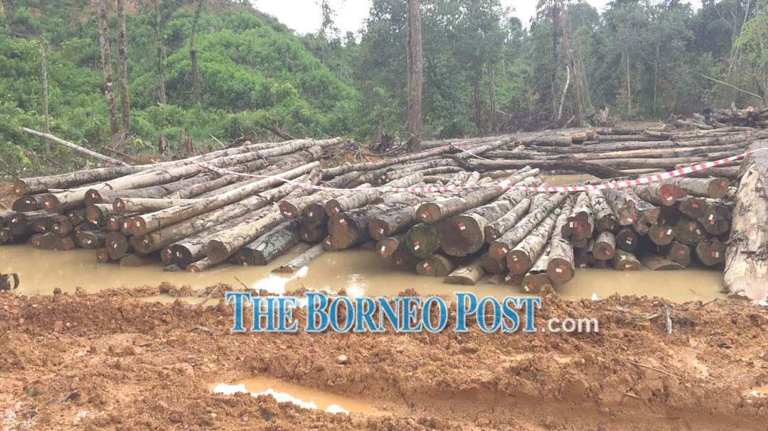 Lorry driver, attendant detained for trying to smuggle mangrove logs