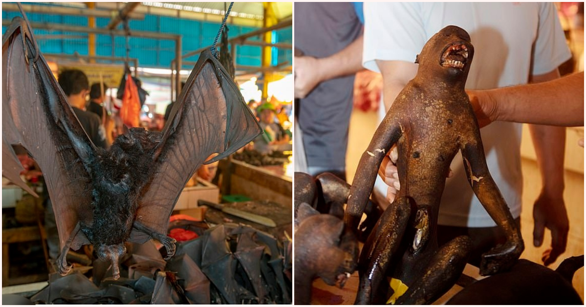 Indonesian Market Sells Bat & Monkey Meat, Animals Slaughtered Cruelly For Buyers