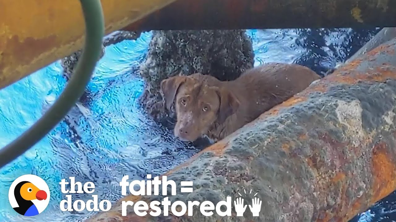 Guy Finds Dog Swimming 135 Miles Offshore and Becomes His Dad | The Dodo Faith = Restored