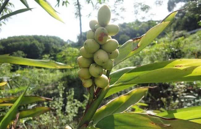 农村一种植物酷似“竹子”，植株能散发出香味，果实极为珍贵