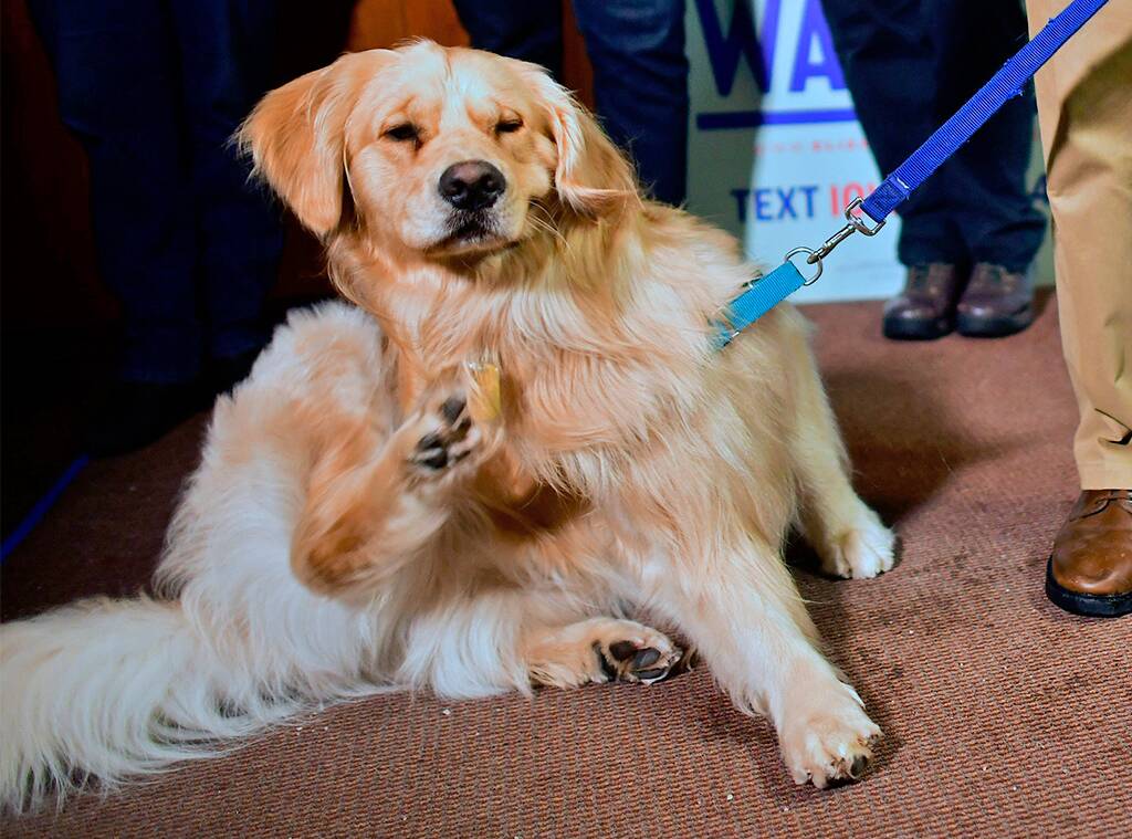 Elizabeth Warren's Dog Hits the Campaign Trail in Her Place as Impeachment Trial Continues