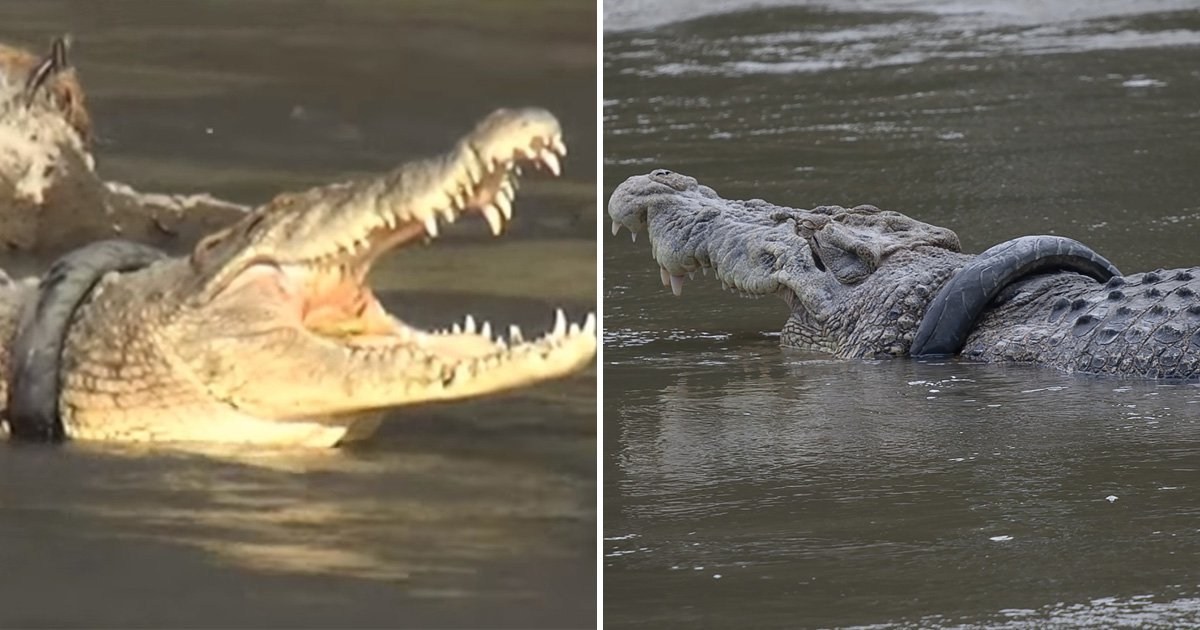 Reward offered for anyone who can remove tyre from crocodile’s neck
