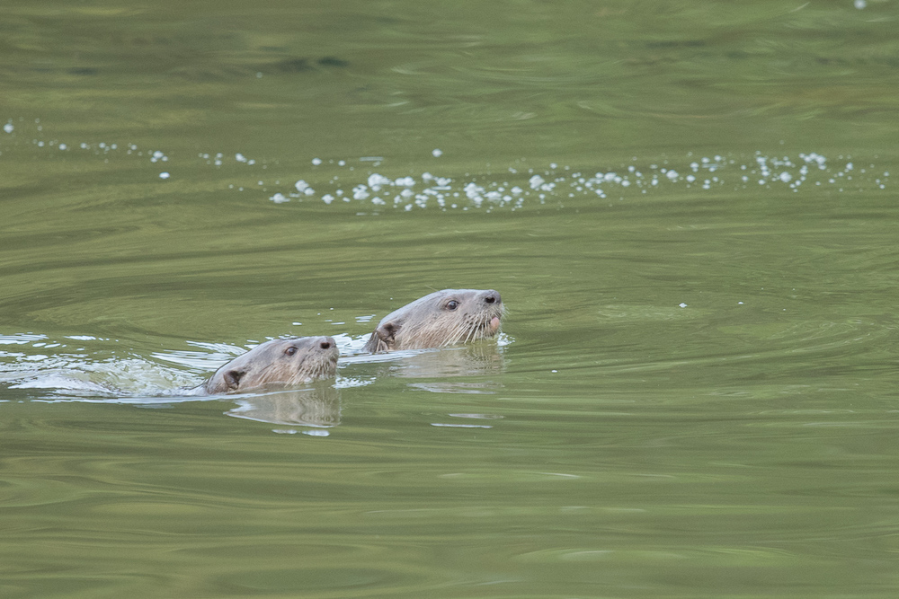After KL lakes, otters now seen in Subang Jaya too