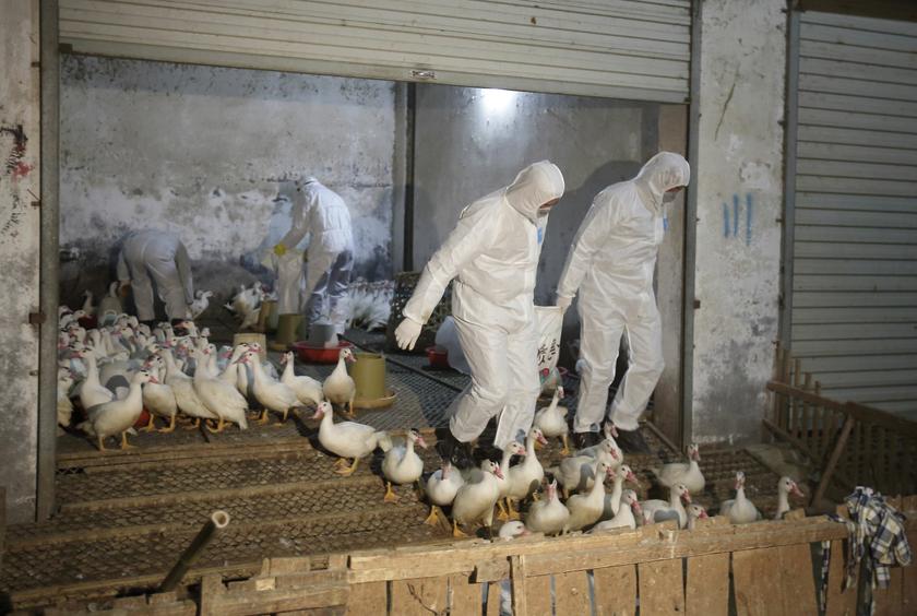 H5N1: No import of live animals, products from Shaoyang, says Veterinary D-G