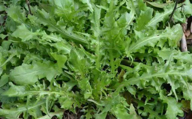 宁愿不吃？也不碰那几种“蔬菜”，寄生虫成“堆”，吃过几种？
