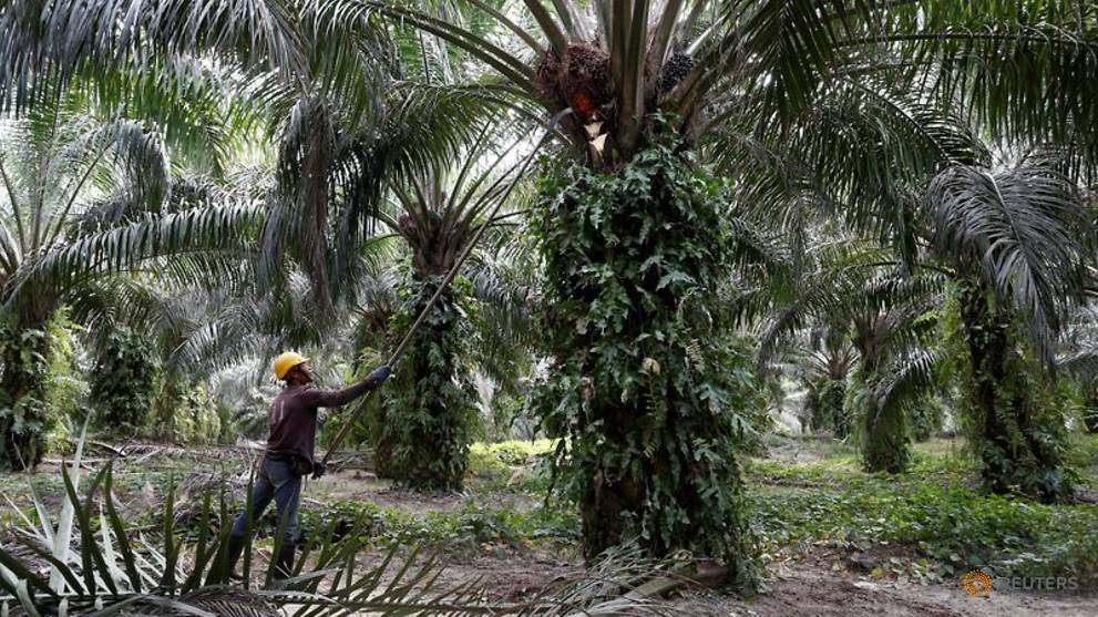 Pakistan pledges to buy more Malaysian palm oil to compensate for India's withdrawal